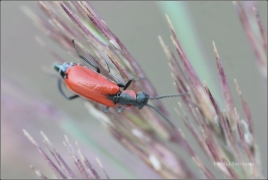 <p>BRADAVIČNÍ (Athocomus rufus) Varnsdorf</p>